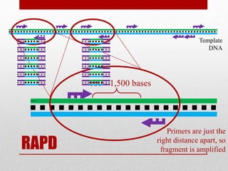 Random Amplified polymorphic DNA. RAPD | PPTX