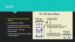 SCAR
 Sequence Characterized Amplified
Regions.
 It is obtained from RAPD.
 A particular band in AGE is cloned,
sequenced and used as SCAR marker.
 It is co-dominant with high
reproducibility.
 It can be used to study allelic variation
or heterozygosity.
 
