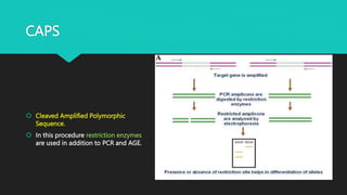 CAPS
 Cleaved Amplified Polymorphic
Sequence.
 In this procedure restriction enzymes
are used in addition to PCR and AGE.
 