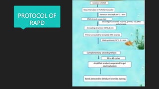 PROTOCOL OF
RAPD
 