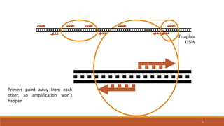 13
Template
DNA
Primers point away from each
other, so amplification won’t
happen
 