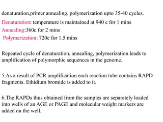 Rapd and rflp | PPTX