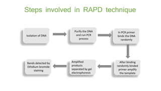 Rapd pcr aflp Presentation PPTX Rapd pcr aflp Presentation PPTX