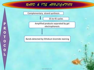Rapd ppt | PPTX