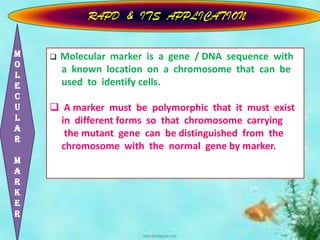 Rapd ppt | PPTX