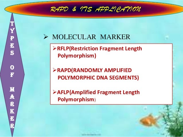 Rapd Ppt rapd-ppt
