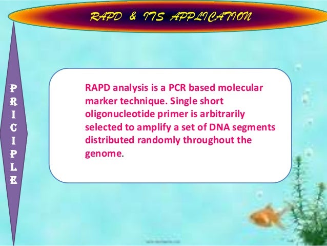 Rapd Ppt rapd-ppt