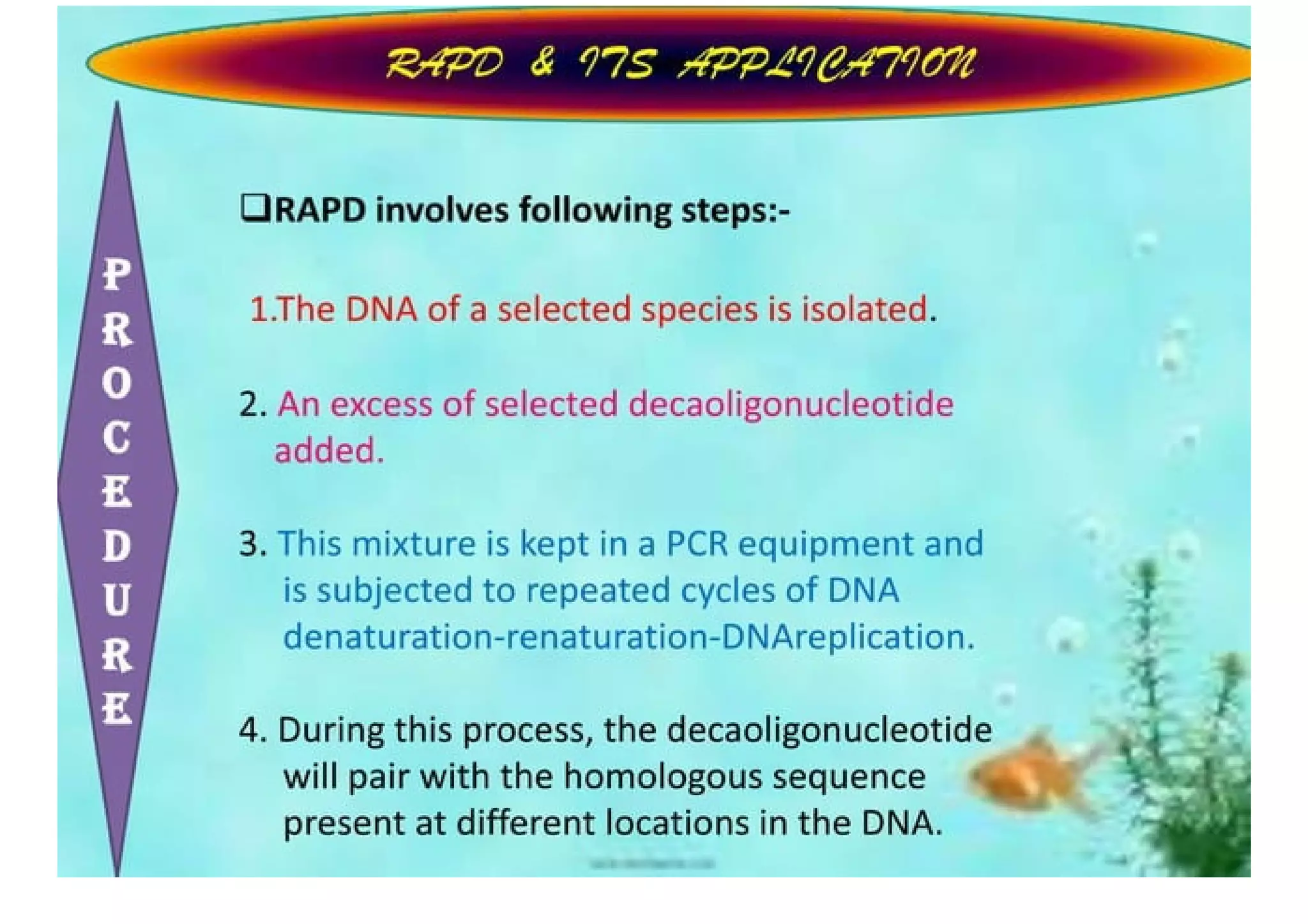 Rapd Ppt | PPT