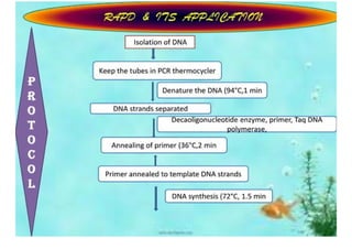 Rapd Ppt | PDF