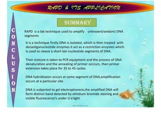 Rapd Ppt | PDF