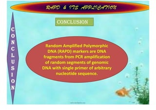 Rapd Ppt | PDF