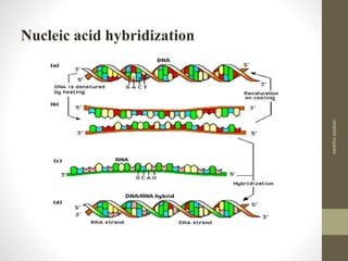 Nucleic acid hybridization
neethuasokan
 