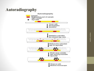 Autoradiography
neethuasokan
 