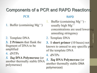 Components of a PCR and RAPD Reactions
PCR
1. Buffer (containing Mg++)
2. Template DNA
3. 2 Primers that flank the
fragment of DNA to be
amplified
4. dNTPs
5. Taq DNA Polymerase (or
another thermally stable DNA
polymerase)
RAPD
1. Buffer (containing Mg++) -
usually high Mg++
concentrations are used lowering
annealing stringency
2. Template DNA
3. 1 short primer (10 bases) not
known to anneal to any specific part
of the template DNA
4. dNTPs
5. Taq DNA Polymerase (or
another thermally stable DNA
polymerase)
neethuasokan
 