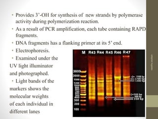 • Provides 3’-OH for synthesis of new strands by polymerase
activity during polymerization reaction.
• As a result of PCR amplification, each tube containing RAPD
fragments.
• DNA fragments has a flanking primer at its 5’ end.
• Electrophoresis.
• Examined under the
UV light illuminator
and photographed.
• Light bands of the
markers shows the
molecular weights
of each individual in
different lanes
neethuasokan
 