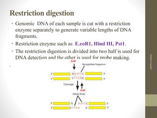 Restriction digestion
• Genomic DNA of each sample is cut with a restriction
enzyme separately to generate variable lengths of DNA
fragments.
• Restriction enzyme such as E.coR1, Hind ІІІ, Pst1.
• The restriction digestion is divided into two half is used for
DNA detection and the other is used for probe making.
.
neethuasokan
 