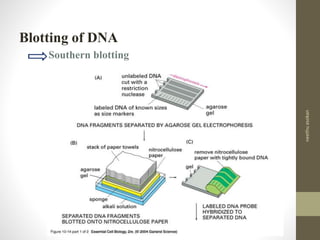 Blotting of DNA
Southern blotting
neethuasokan
 