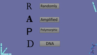 Randomly
Amplified
Polymorphic
DNA
 