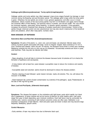 Cabbage aphid (Brevicorynebrassicae) Turnip aphid (Linaphiserysimi)
Cabbage aphids and turnip aphids may infest rapeseed crops at any stage of growth but damage is most
common during the flowering and pod formation period. The cabbage aphid is gray while the turnip aphid
is green. Otherwise the two aphids are similar in size, general appearance and often occur in mixed
infestations. Dense clusters of the sap-sucking aphids may form on the flowers and upper stems through
the combined effect of their feeding, can seriously reduce or prevent pod set and podfill. The crop should
be monitored regularly, particularly during flowering, to observe aphids population. If the population
increases the economic threshold then spraying of suitable insecticide is recommended. Control of few
aphids through chemical control not only uneconomical but may also result in destruction of the beneficial
pests and predators, which often keep aphid, numbers down.
MAIN DISEASES OF RAPESEED
Sclerotinia Stem and Root Rot (Sclerotiniasclerotioram)
Symptoms: All parts of the plants i.e., stem, root, pod and leaves are attacked. Infected areas show
cottony mycelium growth associated with large, round to irregular shaped, black sclerotia (2-15 mm in
size). Sclerotia also develop within the pith. At maturity, the diseased tissue tends to shred upon handling.
Releasing sclerotia into the soil or in the crop as it is harvested. Occasionally sclerotia are found in pods,
side branches. Pods may also be infected and killed.
Control:
- Deep ploughing of soil will help to minimize the disease because burial of sclerotia at 8 cm checks the
formation of apothecia and ascospores.
- A long rotation with at least four years between susceptible crops to reduce the incidence and severity
of disease.
- Susceptible weed and volunteer plants should be destroyed to reduce the disease problem.
- Routine cleaning of seed followed: spiral cleaner removes nearly all sclerotia. This, too, will reduce the
inoculum in the field.
- Seed treatment (for control of seed contamination by sclerotia of the pathogen), apply Thiabendazole at
the rate of 400 mg/100 kg seed.
Stem, Leaf and Pod Spots, (Alternaria black spots)
Symptoms: The disease first appear on the cotyledons with light brown spots which rapidly turn black
due to appearance of spore masses and act as source of infection for other healthy plant. Leaf spots
range from gray to black depending upon moisture conditions. Each leaf lesion may be surrounded by
chlorotic area. Lesions consisting of well marked concentric zones are often seen. Defoliation is an
important consequence of leaf infection. Stem and pods spots are brown to black and may become large
frequently developing grayish centre.
Control Measures
- Early varieties of rape may reduce loss due to Alternaria black spot.
 