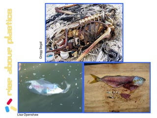 All of this (more than a half-pound of plastic) was removed from the stomach of an albatross, a large sea bird