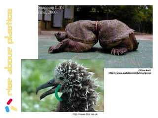 100,000 marine mammals die each year because of plastic litter in the North Pacific.BAlgalita