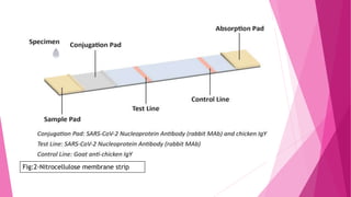 Fig:2-Nitrocellulose membrane strip
 