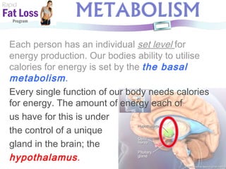 Rapid Fat Loss   Program Each person has an individual  set level  for energy production. Our bodies ability to utilise calories for energy is set by the  the basal metabolism .  Every single function of our body needs calories for energy. The amount of energy each of  us have for this is under  the control of a unique  gland in the brain; the   hypothalamus . 