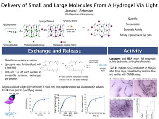 Delivery of Small and Large Molecules From A Hydrogel Via Light
                                                                              Jessica L. Schlosser
                                                                              UCLA Department of Bioengineering

                                                                                                                                                                   Quantify:
                                               Hydrogel Network            Pyridine-2-thione
    PEG Macromer                                                                                                                                                 Concentration
                                S          S              S            S
                                                                                  +
                           I
                                      S
                                                    SH
                                                                  S
                                                                                (can monitor at                                                              Enzymatic Activity
              S-S-                                                                λ=345 nm)
                                 S         S               S           S
                                      S                           S
                                                                                                                                                       Activity in presence of live cells

                                                                           SH
    Pyridine Disulfide         Photodegradable Group           Therapeutic peptide (GSH)/

                                     Exchange and Release                                                                                                   Activity
                                                                                                                                         Lysozyme and BSA retain full enzymatic
•       Glutathione contains a cysteine                                                                          PEG 10K DA
                                                                                                                 APS/TEMED               activity (substrate: p-nitrophenylacetate).
•       Lysozyme was functionalized with
        a free thiol                                                                                                          hydrogel   TGF-β1 induces GAG production in hMSCs
•       BSA and TGF-β1 each contain an
                                                                                                                               depot     after three days, visualized by toluidine blue
        accessible cysteine, exchanged                                                                                                   and verified with DMMB assay.
                                                                      R= GSH, lysozyme: post-gelation exchange
        pre-gelation                                                  R = BSA, TGF-β1: pre-gelation exchange
                                                                                                                                         a   hMSCs (- control)             b        hMSCs with TGF- 1 (+ control)




    All gels exposed to light ([I]=10mW/cm2 λ =365 nm). The peptide/protein was equilibrated in solution
    for 24 hours prior to quantifying release.
light       365 nm light
                                                                                                                                                                  100 m                                                                          100 m

                                                                                                                                         c   hMSCs with released TGF- 1    d                            10




                                                                                                                                                                                normalized [GAG]/cell
                                                                                                                                                                                0


                                                                                                                                                                                                        5



                                                                                                                                                                                                        0




                                                                                                                                                                                                                                             released TGF- 1
                                                                                                                                                                                                                           10 ng/mL TGF- 1
                                                                                                                                                                               normalized [GAG]




                                                                                                                                                                                                             no TGF- 1
                                                                                                                                                                                                             (- control)




                                                                                                                                                                                                                                             5.2 ng/mL
                                                                                                                                                                                                                  - control + control




                                                                                                                                                                                                                           (+ control)
                                                                                                                                                                   100 m
 