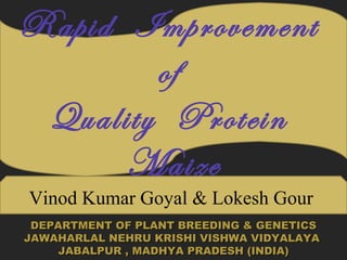 Rapid Improvement
of
Quality Protein
Maize
Vinod Kumar Goyal & Lokesh Gour
DEPARTMENT OF PLANT BREEDING & GENETICSDEPARTMENT OF PLANT BREEDING & GENETICS
JAWAHARLAL NEHRU KRISHI VISHWA VIDYALAYAJAWAHARLAL NEHRU KRISHI VISHWA VIDYALAYA
JABALPUR , MADHYA PRADESH (INDIA)JABALPUR , MADHYA PRADESH (INDIA)
 