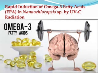 Rapid Induction of Omega-3 Fatty Acids
(EPA) in Nannochloropsis sp. by UV-C
Radiation
 