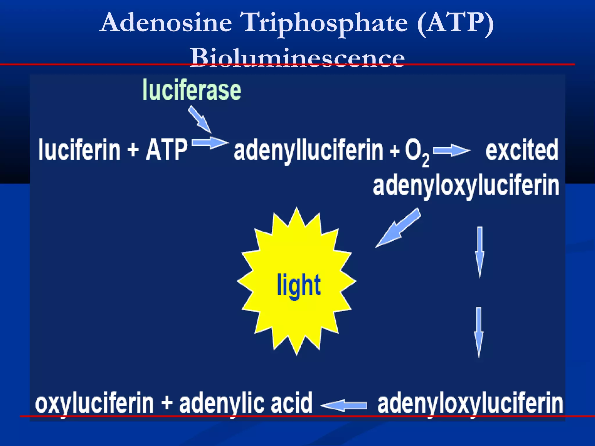 Adenosine Triphosphate (ATP)
Bioluminescence
 