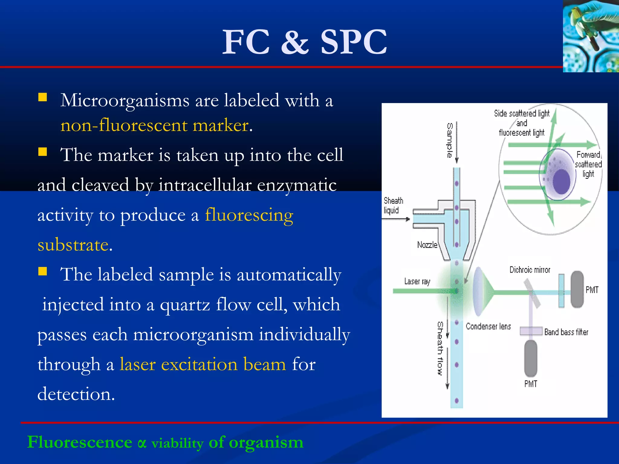 FC & SPC
 Microorganisms are labeled with a
non-fluorescent marker.
 The marker is taken up into the cell
and cleaved by intracellular enzymatic
activity to produce a fluorescing
substrate.
 The labeled sample is automatically
injected into a quartz flow cell, which
passes each microorganism individually
through a laser excitation beam for
detection.
Fluorescence α viability of organism
 