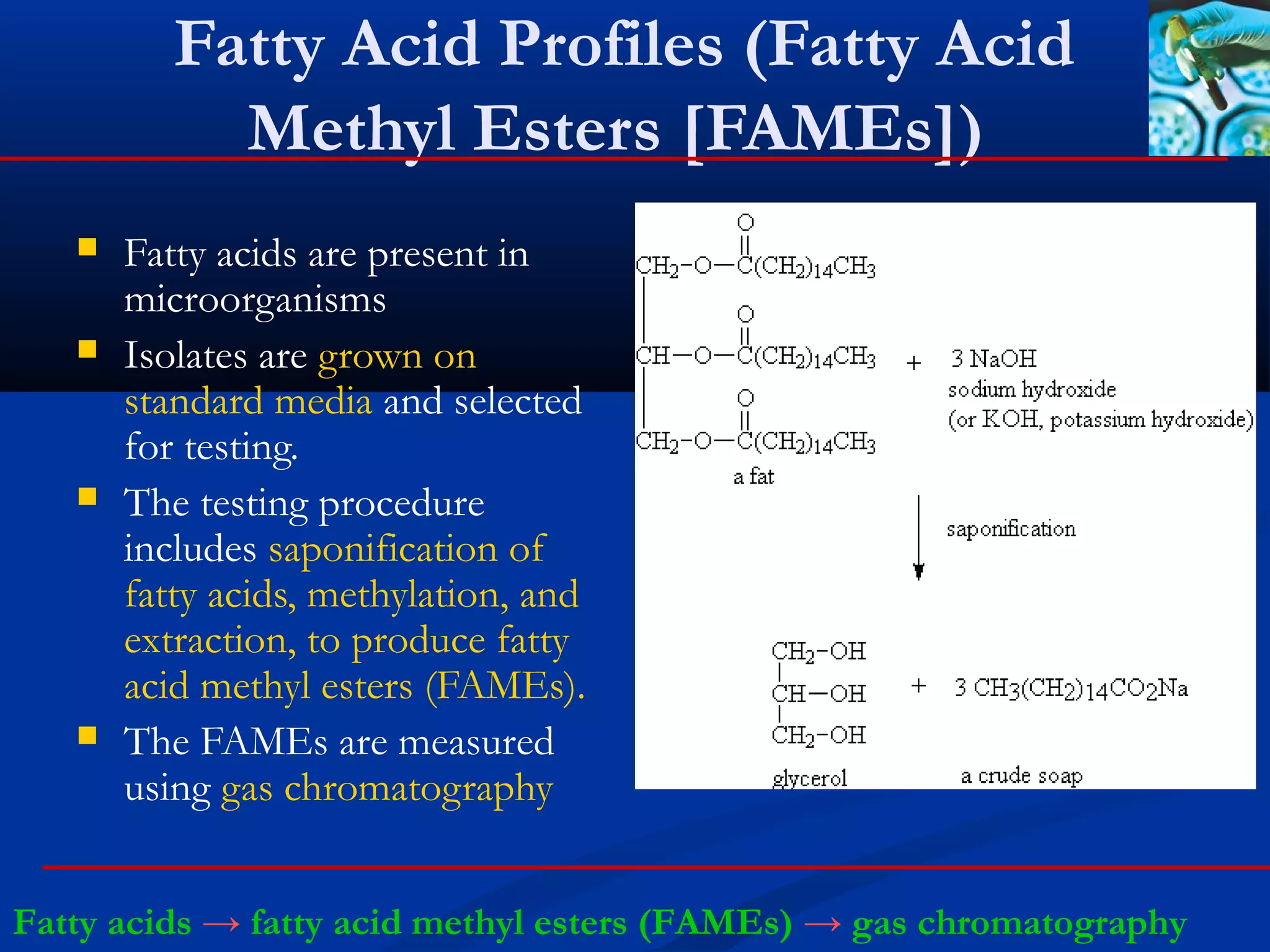 Fatty Acid Profiles (Fatty Acid
Methyl Esters [FAMEs])
 Fatty acids are present in
microorganisms
 Isolates are grown on
standard media and selected
for testing.
 The testing procedure
includes saponification of
fatty acids, methylation, and
extraction, to produce fatty
acid methyl esters (FAMEs).
 The FAMEs are measured
using gas chromatography
Fatty acids → fatty acid methyl esters (FAMEs) → gas chromatography
 
