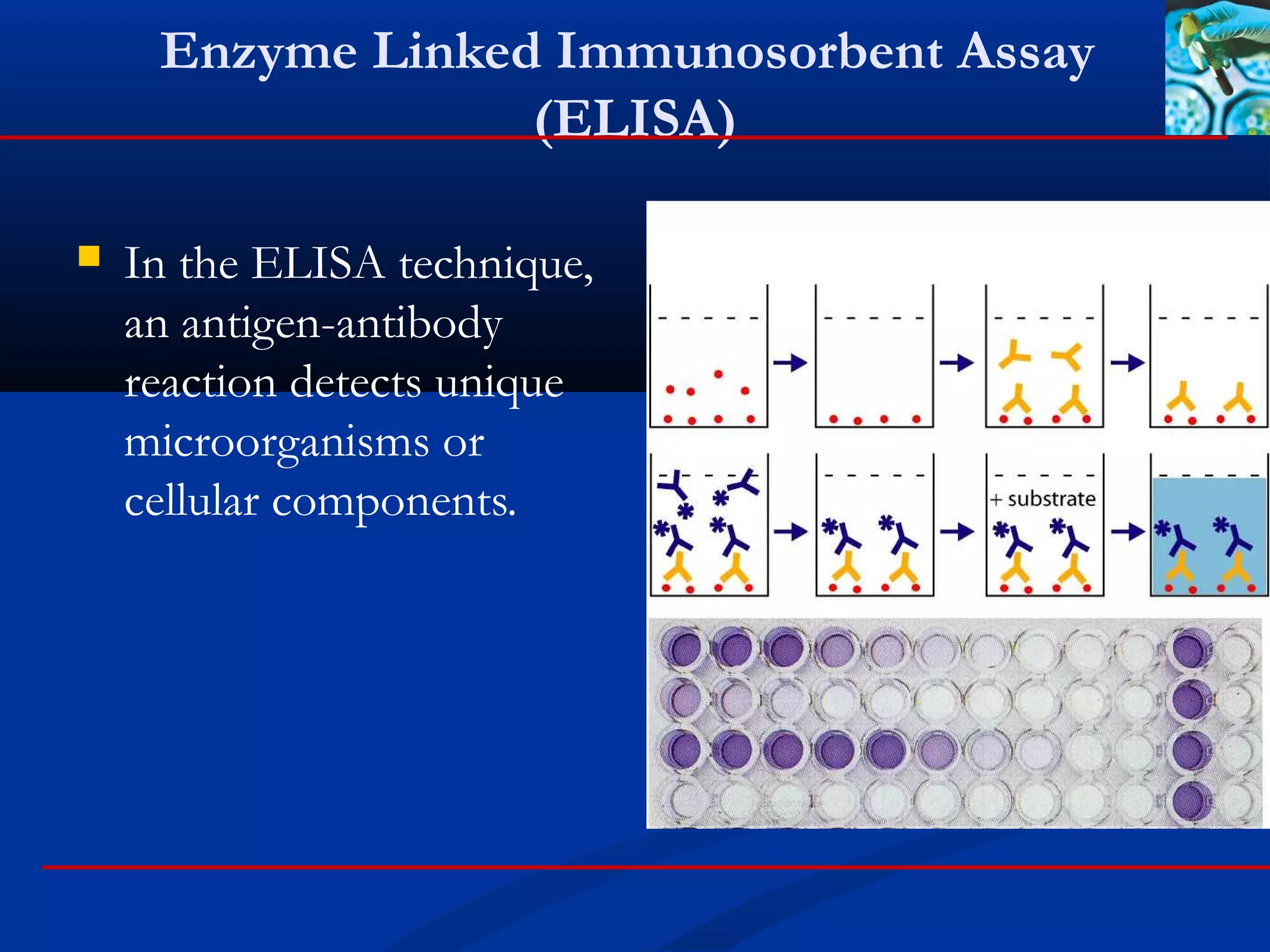 Enzyme Linked Immunosorbent Assay
(ELISA)
 In the ELISA technique,
an antigen-antibody
reaction detects unique
microorganisms or
cellular components.
 