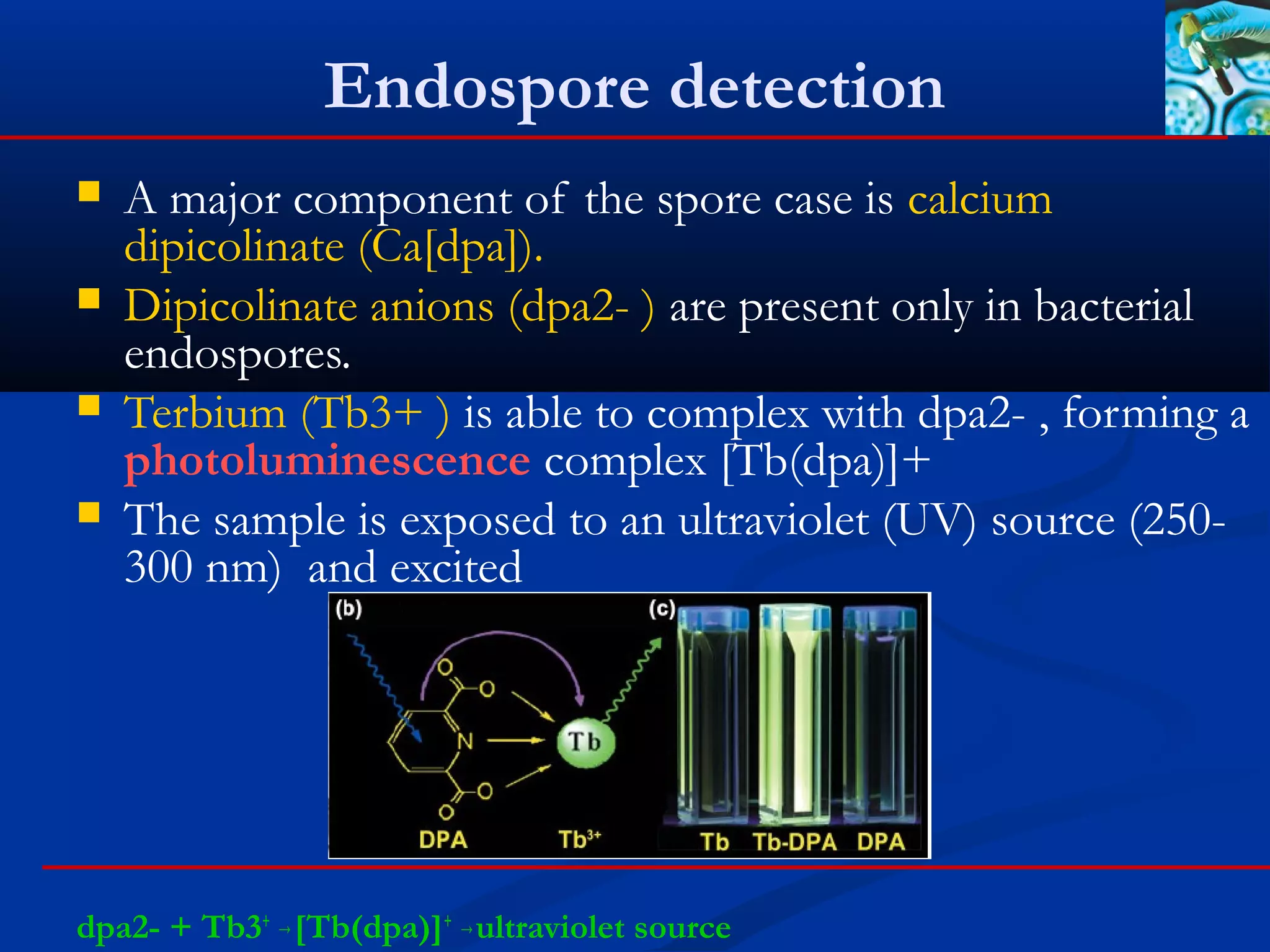 Endospore detection
 A major component of the spore case is calcium
dipicolinate (Ca[dpa]).
 Dipicolinate anions (dpa2- ) are present only in bacterial
endospores.
 Terbium (Tb3+ ) is able to complex with dpa2- , forming a
photoluminescence complex [Tb(dpa)]+
 The sample is exposed to an ultraviolet (UV) source (250-
300 nm) and excited
dpa2- + Tb3+ →[Tb(dpa)]+ →ultraviolet source
 