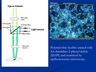 Rapid microbiological methods | PPT