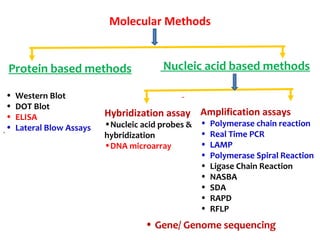 Molecular Methods
Protein based methods Nucleic acid based methods
.
Hybridization assay
•Nucleic acid probes &
hybridization
•DNA microarray
Amplification assays
• Polymerase chain reaction
• Real Time PCR
• LAMP
• Polymerase Spiral Reaction
• Ligase Chain Reaction
• NASBA
• SDA
• RAPD
• RFLP
• Western Blot
• DOT Blot
• ELISA
• Lateral Blow Assays
• Gene/ Genome sequencing
 