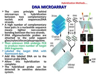 DNA MICROARRAYDNA MICROARRAY
 The core principle behind
microarrays is hybridization
between two complementary
nucleic acid sequences/DNA
strands.
 A high number of complementary
base pairs in a nucleotide sequence
means tighter non-covalent
bonding between the two strands.
 DNA oligonucleotide probes are
attached to the solid support
glass/nylon/silocon/ploypropylene.
 Then unknown DNA undergo PCR
to produce more number of target
DNA fragments.
 Labeled the target DNA with
fluorescent dye.
 Add this labeled DNA on to the
known probe DNA.
 Allow this hybridization to
complete.
 The hybridized probe can be
detected in sensitive detection
system.
Hybridization Methods….
 