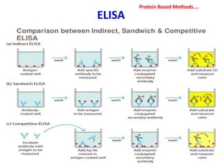 ELISA
Protein Based Methods….
 