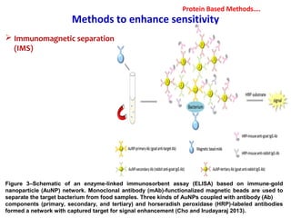 Methods to enhance sensitivity
 Immunomagnetic separation
(IMS)
Figure 3–Schematic of an enzyme-linked immunosorbent assay (ELISA) based on immune-gold
nanoparticle (AuNP) network. Monoclonal antibody (mAb)-functionalized magnetic beads are used to
separate the target bacterium from food samples. Three kinds of AuNPs coupled with antibody (Ab)
components (primary, secondary, and tertiary) and horseradish peroxidase (HRP)-labeled antibodies
formed a network with captured target for signal enhancement (Cho and Irudayaraj 2013).
Protein Based Methods….
 