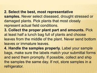 2. Select the best, most representative
samples. Never select diseased, drought stressed or
damaged plants. Pick plants that most closely
represent actual field conditions.
3. Collect the proper plant part and amounts. Pick
at least half a lunch bag full of plants and choose
leaves from the middle of the plant. Never send bottom
leaves or immature leaves.
4. Handle the samples properly. Label your sample
bags, make sure the labels match your submittal forms
and send them promptly. If possible, collect and ship
the samples the same day. If not, store samples in a
refrigerator.
 