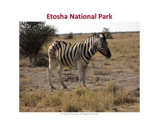 Etosha National Park
©Stefan Krasowski, All Rights Reserved
 