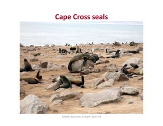 Cape Cross seals
©Stefan Krasowski, All Rights Reserved
 