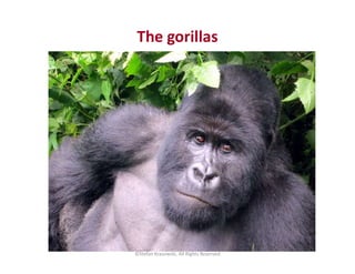 The gorillas
©Stefan Krasowski, All Rights Reserved
 