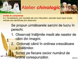 Atelier chinologic
Se propun următoarele sarcini de lucru în
perechi.
1. Observați înălţimile medii ale raselor de
câini din imagini.
2. Ordonați câinii în ordinea crescătoare
a înălțimilor.
3. Scrieți pe fiecare oscior numărul de
ordine corespunzător.
Unități de competențe
4.2. Completarea unor rezultate ale unor măsurători, asociate după reguli simple
indicate sau identificate prin observare.
 