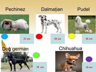 Pechinez Dalmațian Pudel
37 cm 55 cm 38 cm
79 cm 19 cm
Dog german Chihuahua
 
