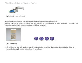 Tubat 1.5 ml i përzijmë në vortex si në (fig.3).
Fig.3. Përzierja e tubave në vortex.
Në këtë hap, në secilin tub vendosen nga (20μl Proteinazë-K), e cila shtohet me
qëllimin e vetëm që të shpërbëjë proteinat nga histonet, të cilat e mbajnë të lidhur zinxhirin e ADN-së rreth
vetes së tyre dhe përsëri homogjenizohen (përzihen), në vortex.
Fig.4. Proteinazë-K.
 Në këtë rast në çdo tub vendoset nga një sferë metalike me qëllim të copëtimit të mostrës dhe futen në
homogjenizator për kohën 1minutë me 50 rrotullime.
 
