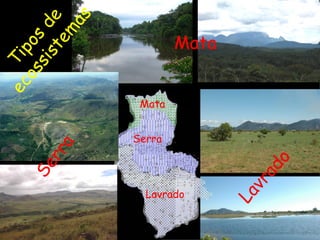 Lavrado Mata Mata Serra Lavrado Tipos de ecossistemas Serra 