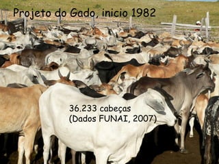 Projeto do Gado, inicio 1982   36.233 cabeças (Dados FUNAI, 2007)  