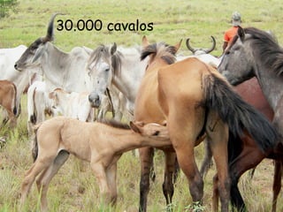30.000 cavalos   